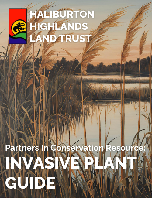 cover page of the haliburton highlands land trust's guide to invasive plants featuring invasive phragmites