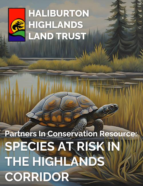 Cover page to the Haliburton Highlands Land Trust's species at risk in the Highlands Corridor guide.