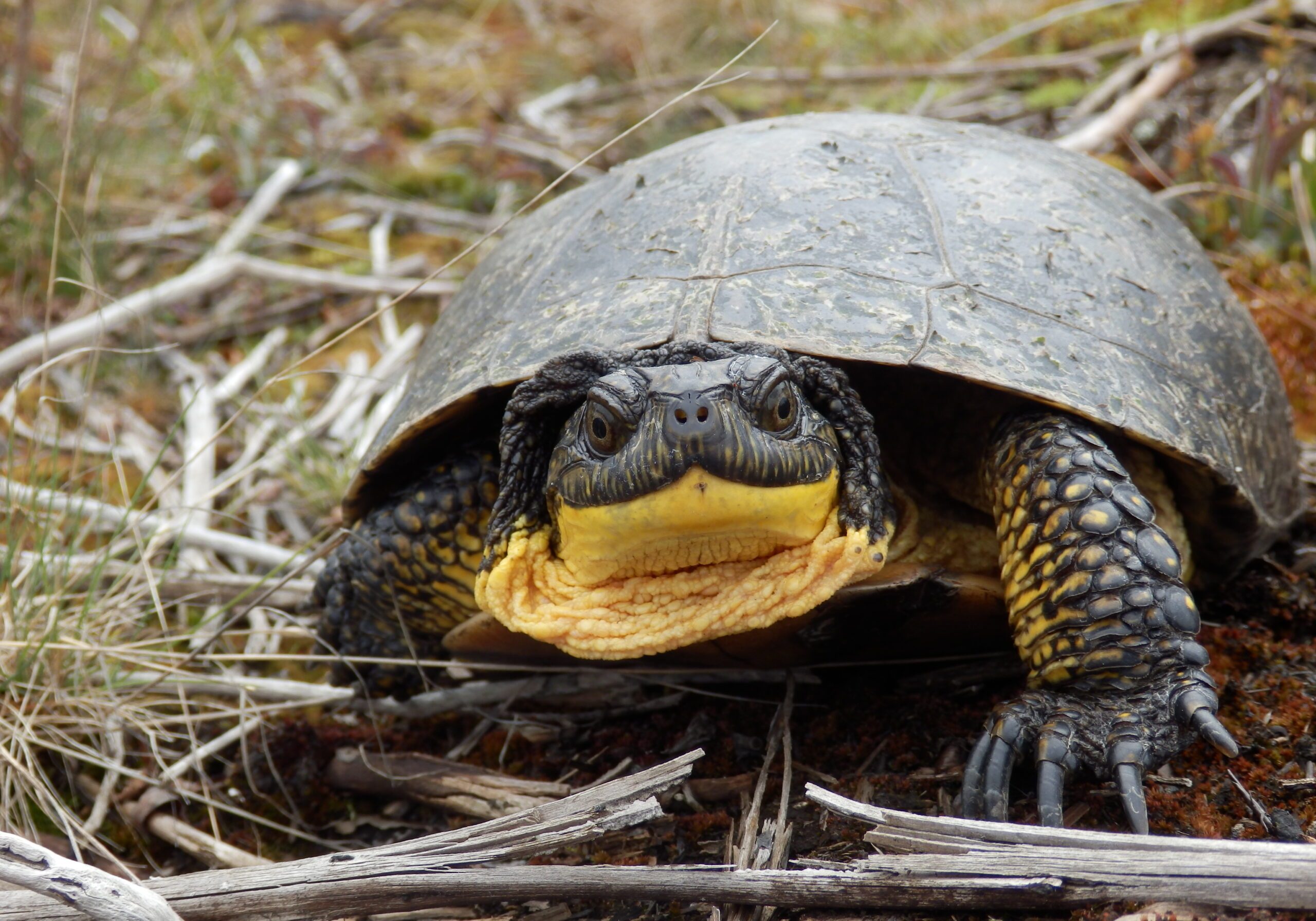 Close up shot of Blanding's turtle looking at camera.